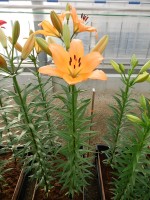 [5102 Montale VH No02.JPG]